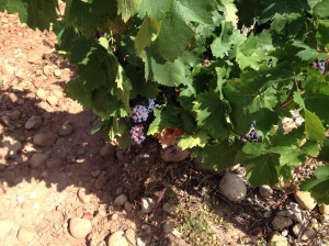 Red wine grapes, almost ready for picking.